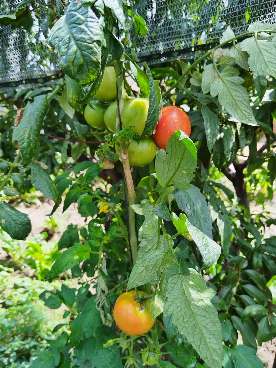 Greenhouse operations